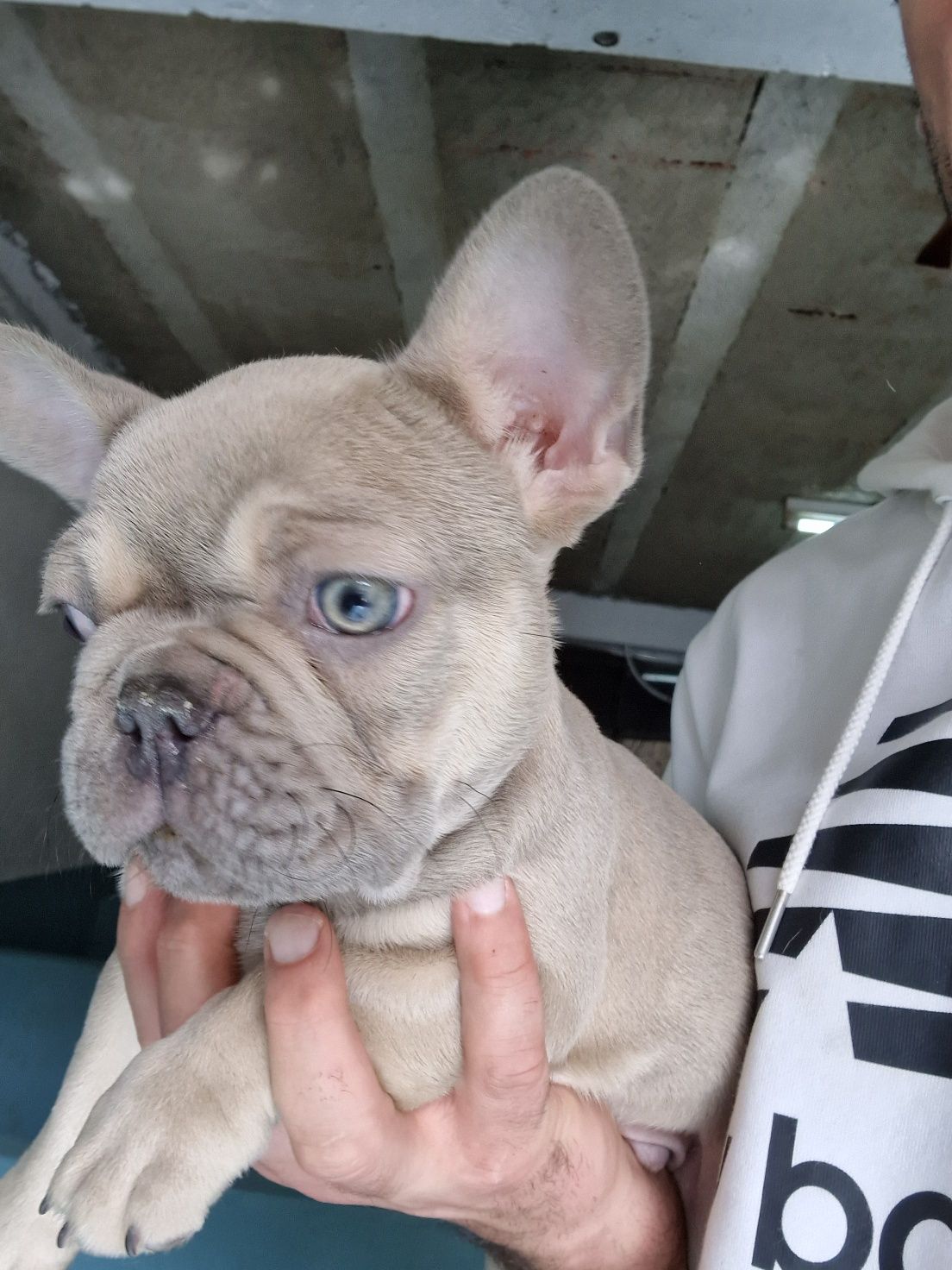 Bulldog Frances Lilac Fawn