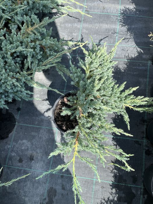 Ялівець blu carpet