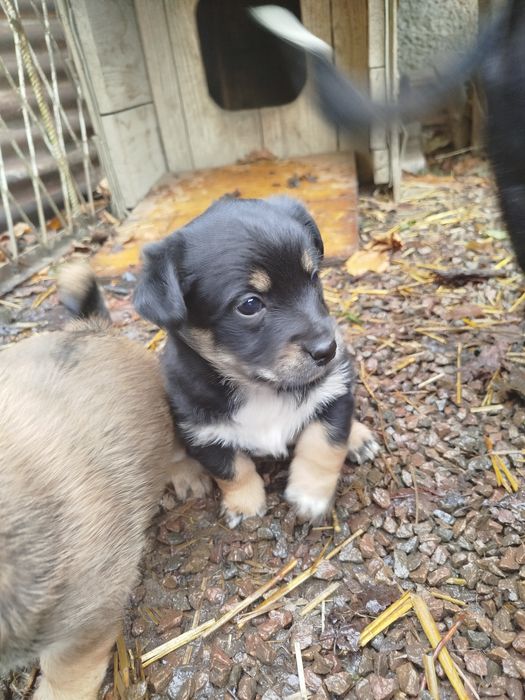 Oddam szczeniaki za darmo