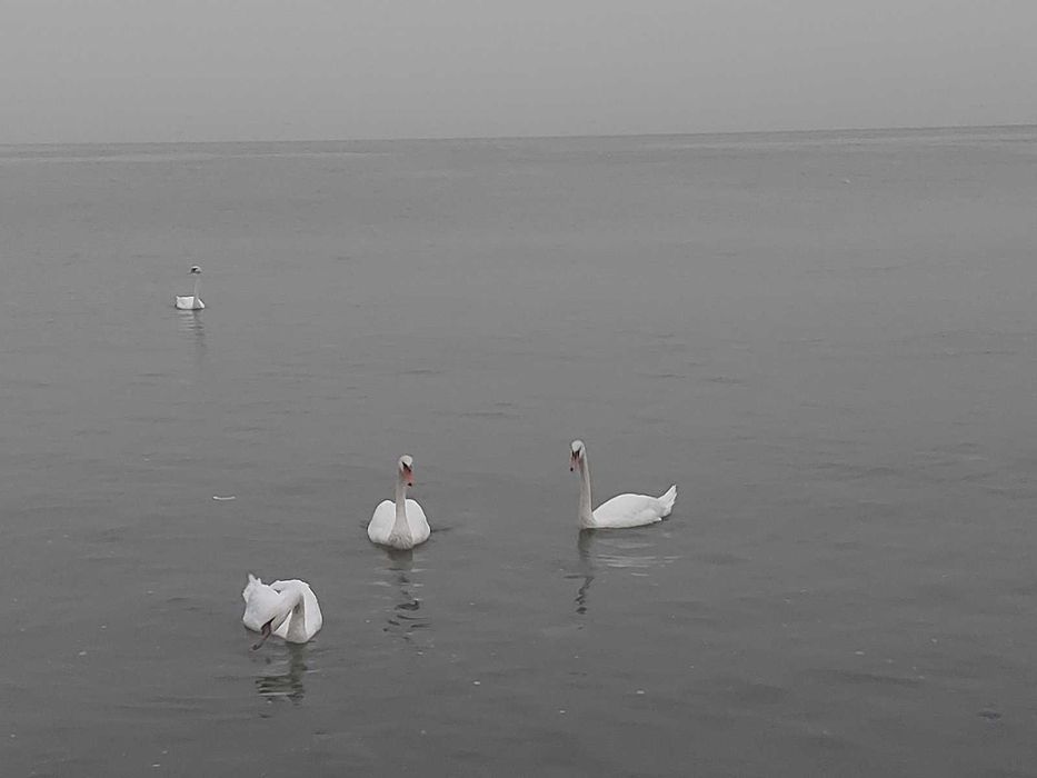 Продам дачу у моря Крижанівка