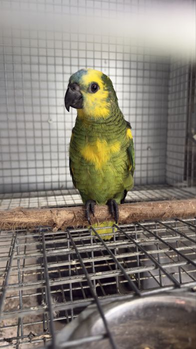 Amazona aestiva xanthopterix Macho exemplar com mais amarelo