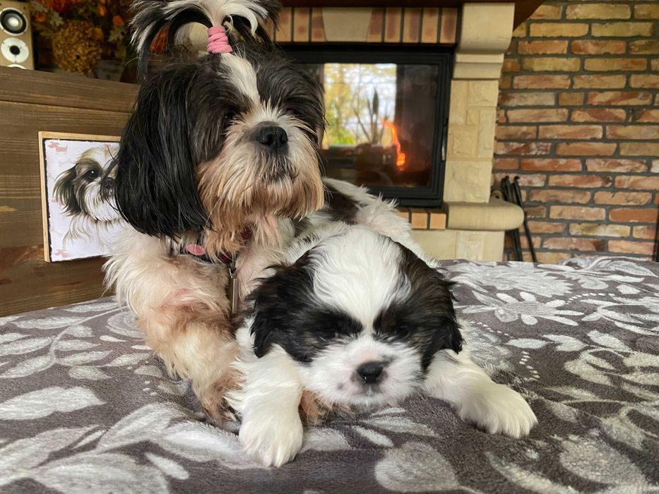 Szczeniak dziewczynka Shih Tzu z rodowodem suczka