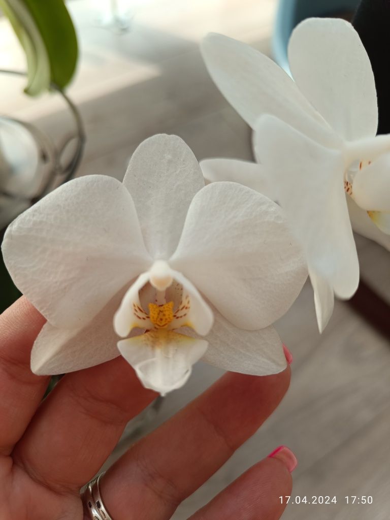 Фаленопсис орхидея миди все в одни руки по 200 грн