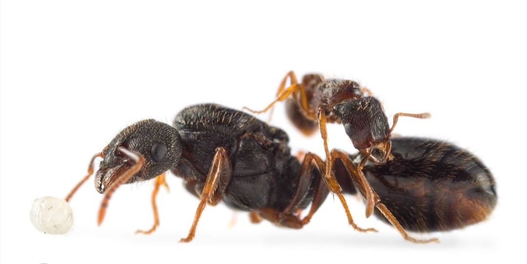 Tetramorium caespitum królowa + 1- 5 robotnic + potomstwo