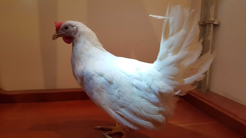 Kurki kokoszki nioski rasy Tetra biała jak leghorn