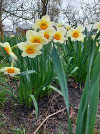 Нарциси Квіти для саду