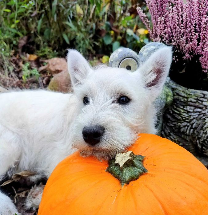 West Highland White Terrier