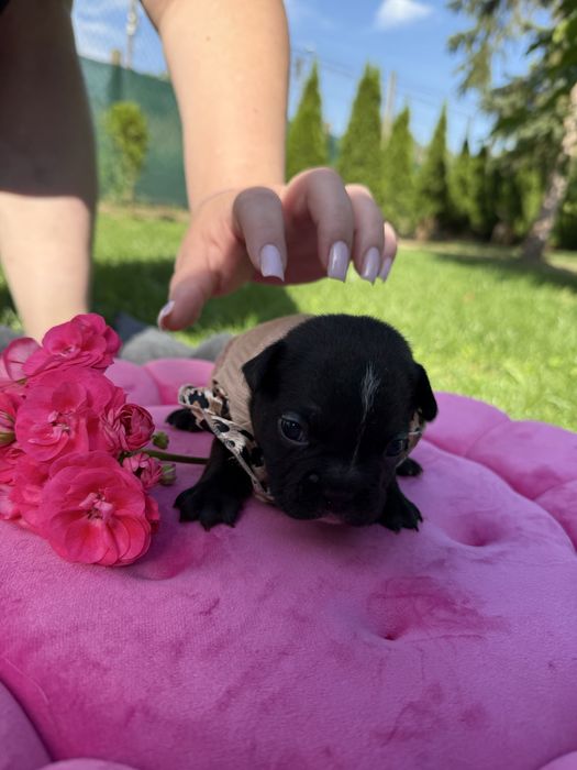 Sunia buldog francuski