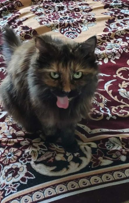 Загубилась кішка. Київ, Оболонь, вул. Прирічна,27. ВИНАГОРОДА