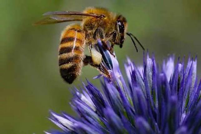 Бджол-пакети карпатська