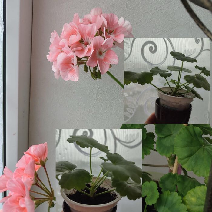 Кімнатні рослини комнатные цветы