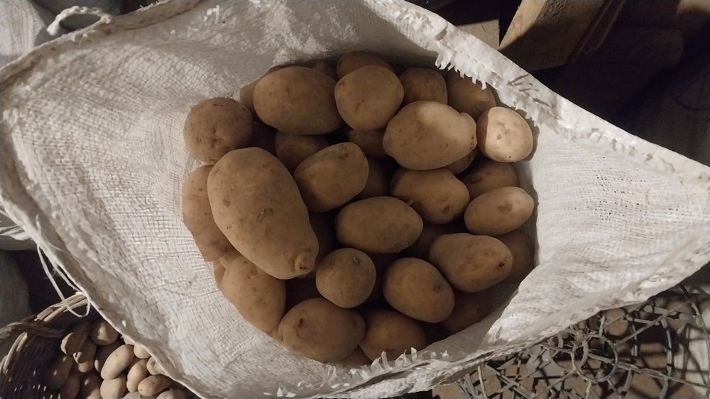 Продам кормовий буряк ,буряк червоний,моркву,картоплю.