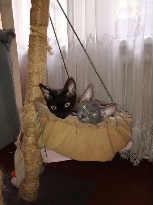 Девон Рекс хлопчик терміново у зв'язку із переїздом.