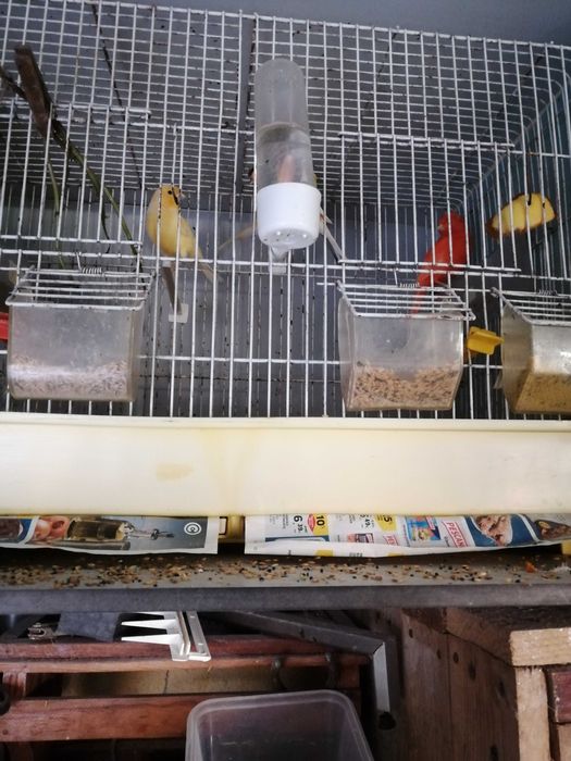 Mosaicos vermelhos e outros
