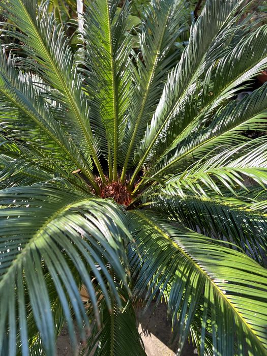 Cycas revoluta fantástica