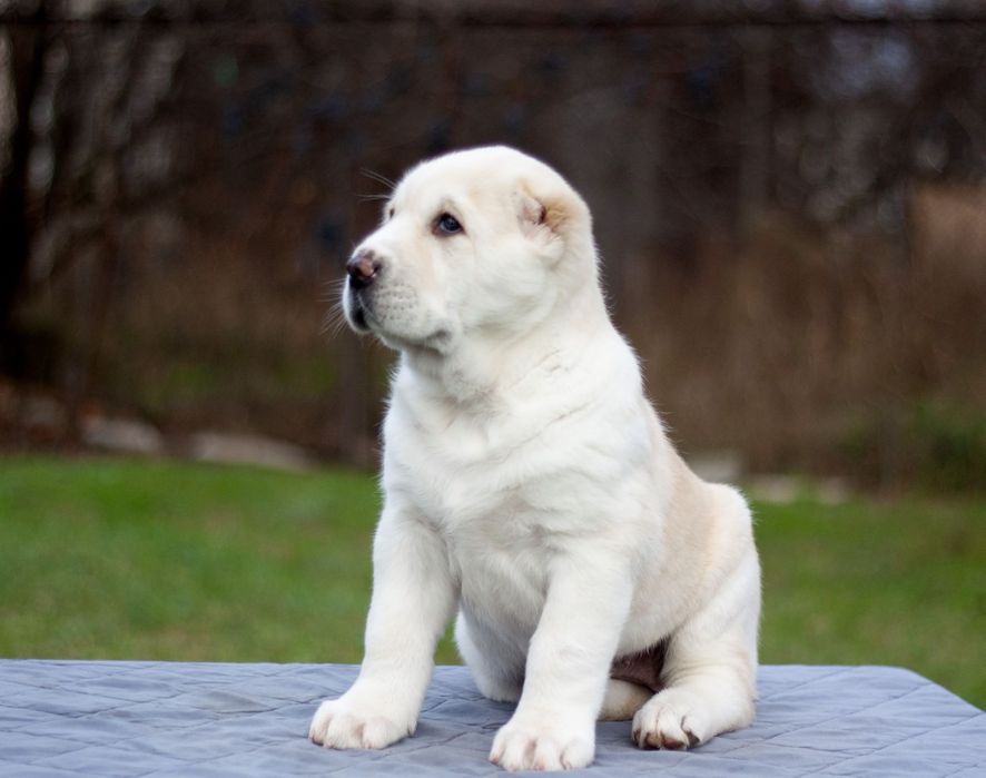 Очаровательная красотка Среднеазиатс