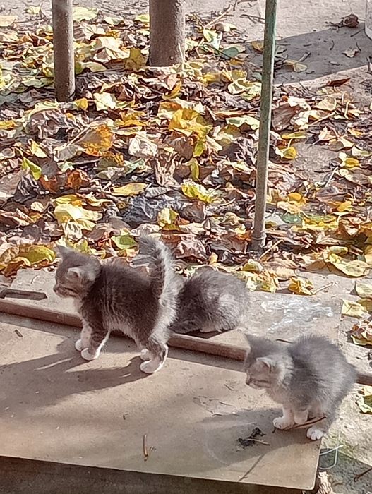 Віддам кошенят безкоштовно