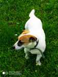 Jack Russell Terrier