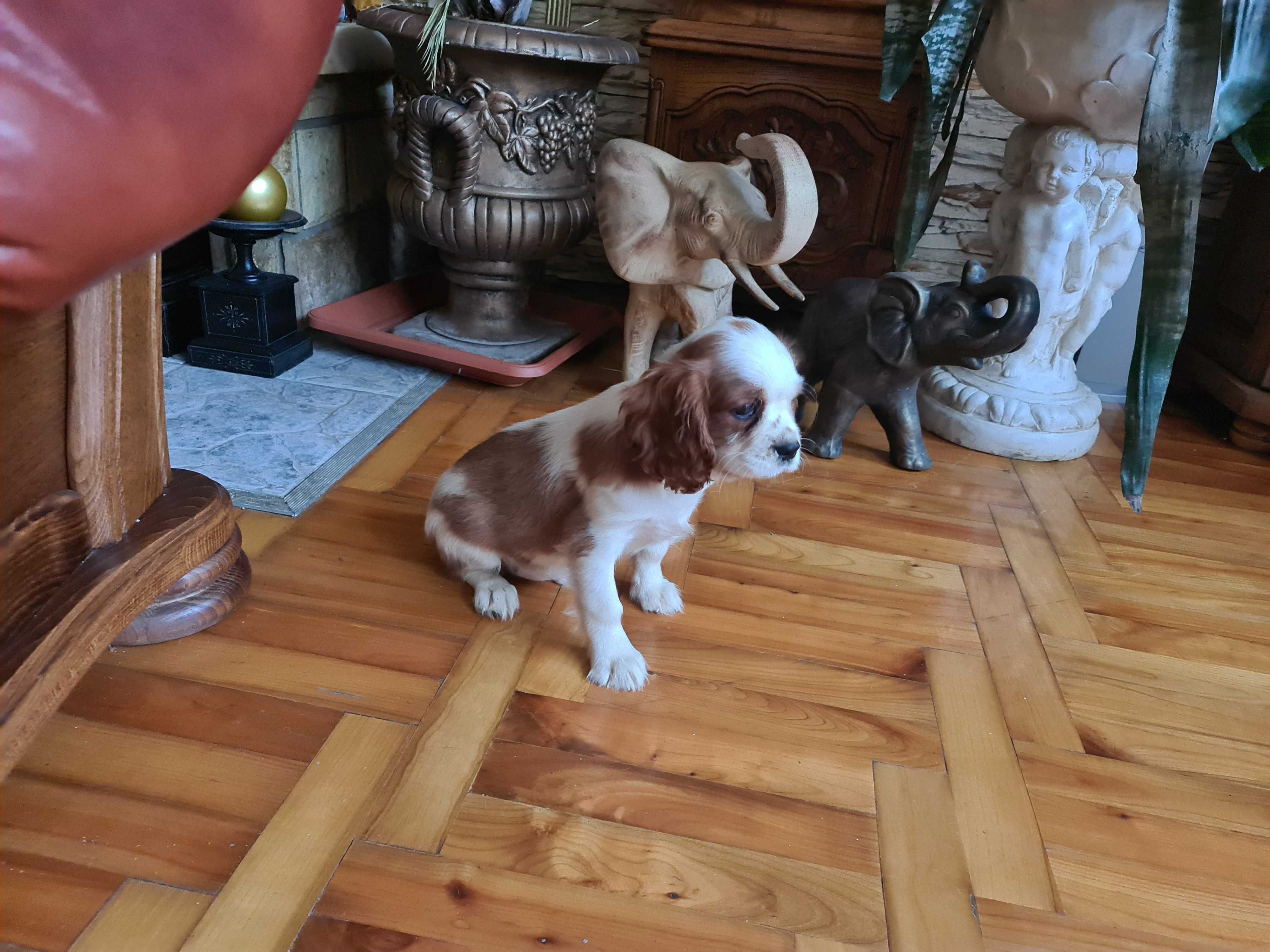 Piesek Cavalier King charles spaniel