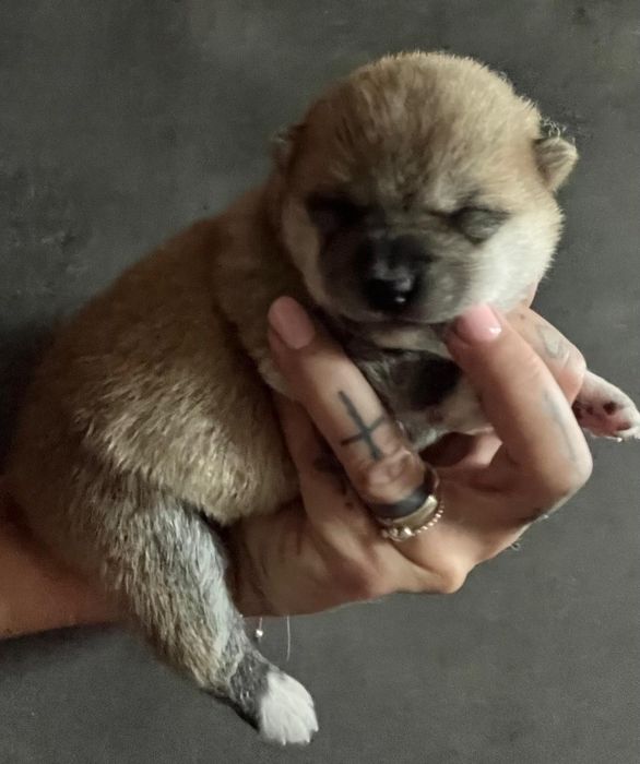 Shiba inu samczyk!