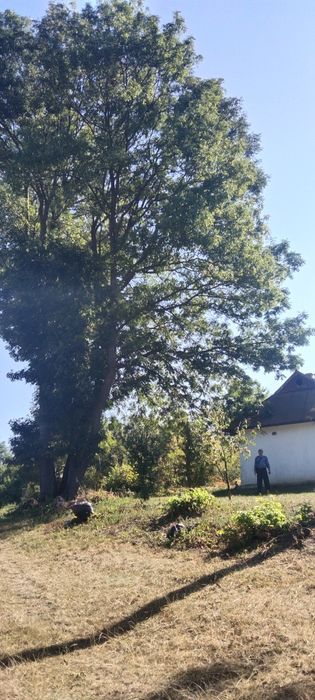 Продам дерева Ясена