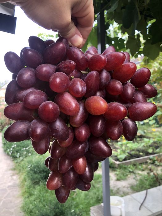 Саджанці та Черенки винограда