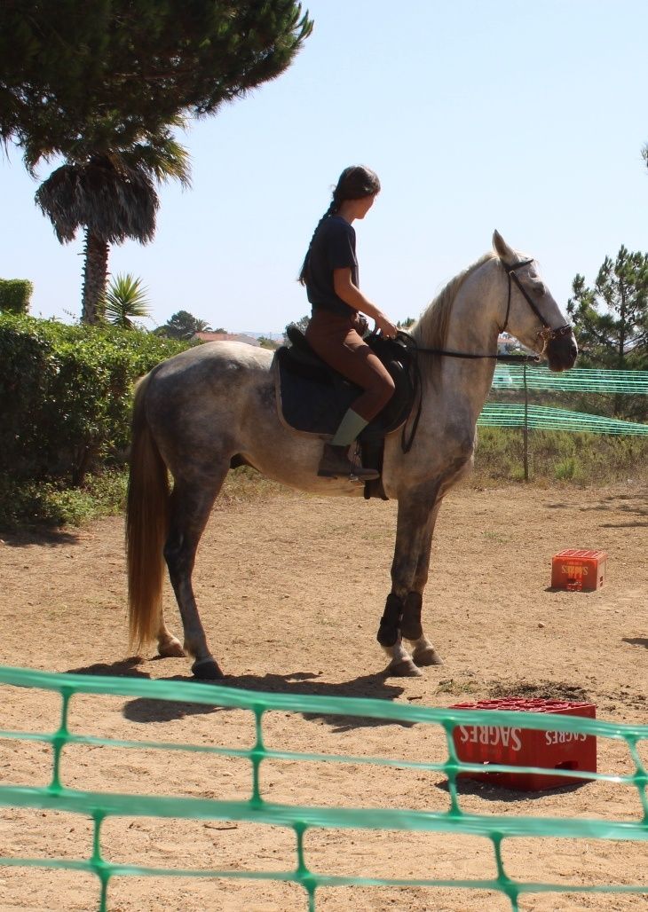 Cavalo capado 7 anos