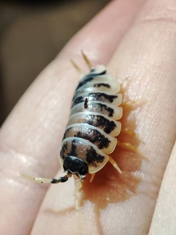 Porcellio laevis Dairy cow(150szt) - ekipa sprzątająca