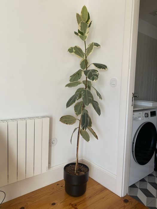 Planta de interior 2 metros de altura (até 15 dezembro)