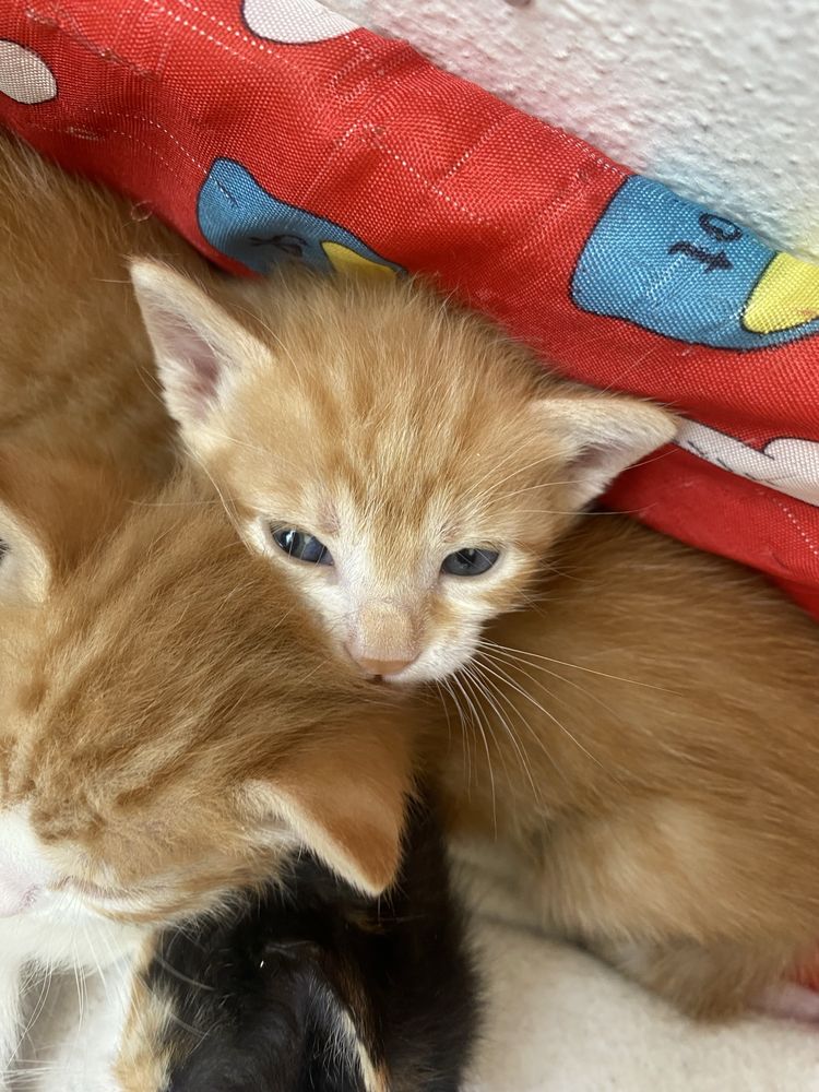 Adota-se gatos bebes!