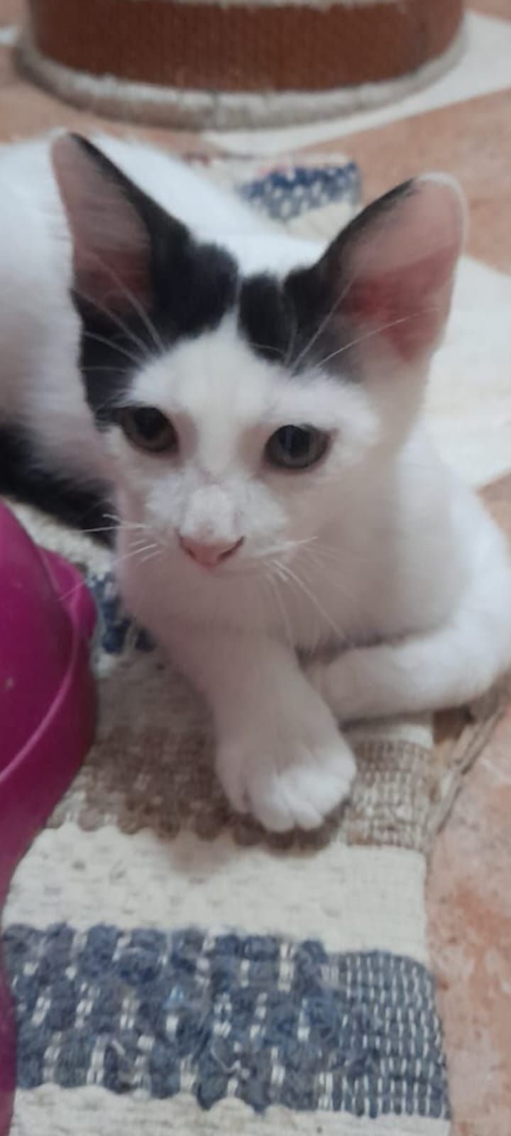 Gatinho disponível para adopção. Podem viajar para o estrangeiro.