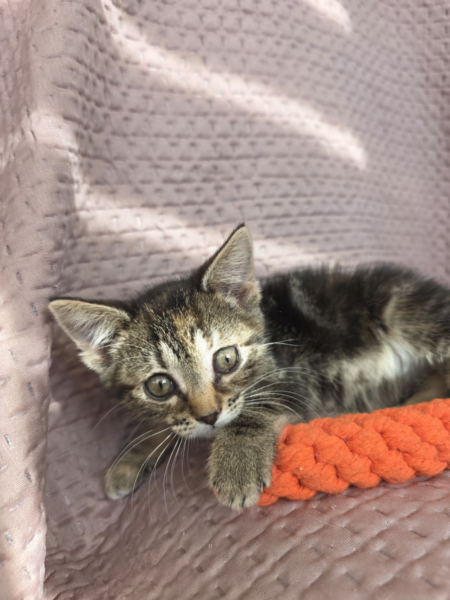 Mała kotka do adopcji Kitusia