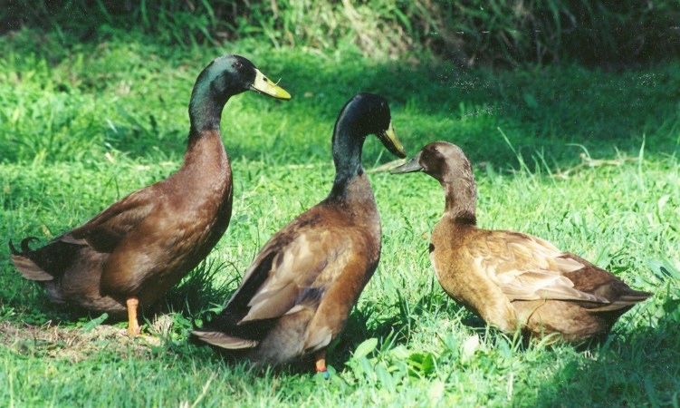 Patos khaki campbell.