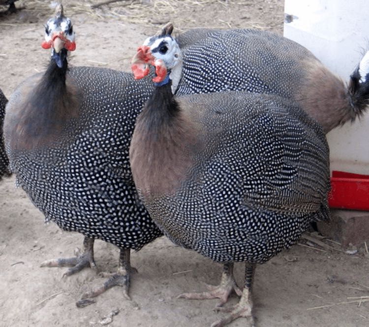 Яйце інкубаційне цесарки