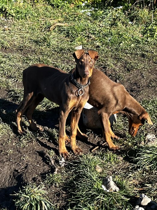 У продажі дівчинка Добермана шоколадного кольору