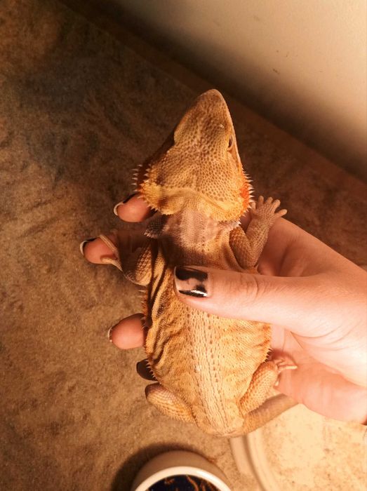 Agama brodata pół roczna