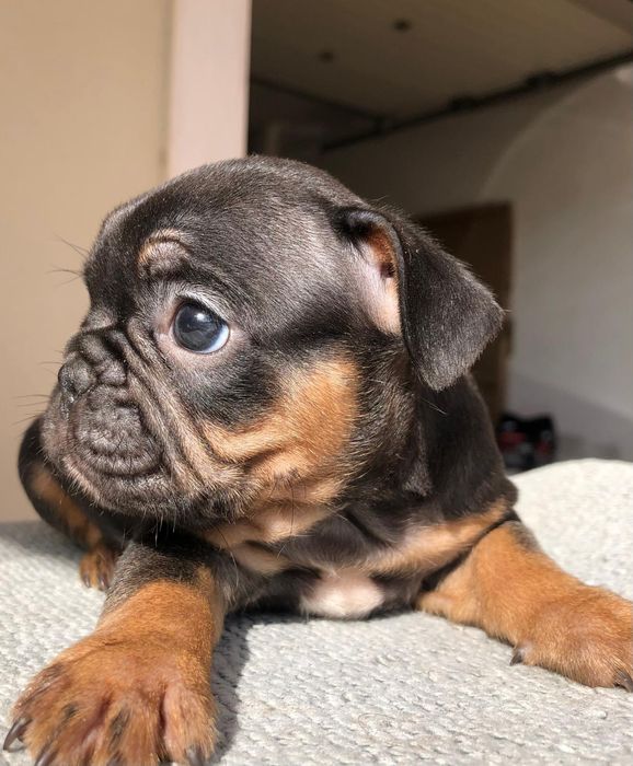 Bulldog francês fêmea excelente