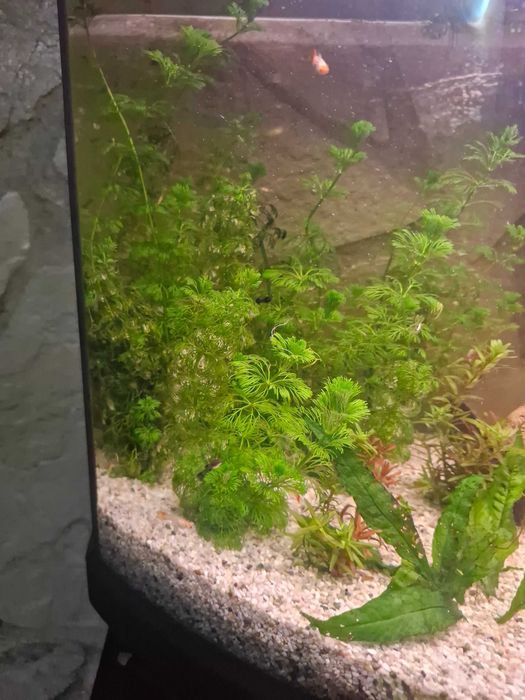 Limnophila Sessiliflora... ...