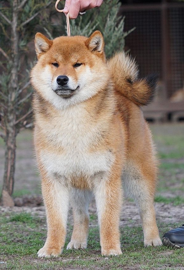 Шиба Ину,Сіба Іну(Shiba·inu) 10месяцев