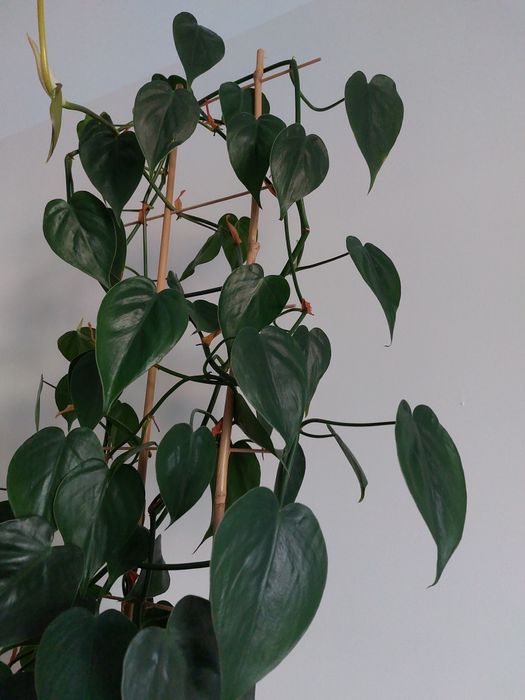 Philodendron scandens