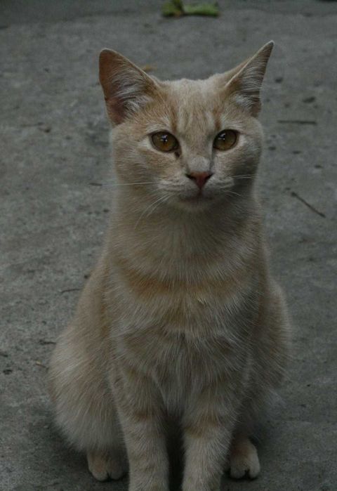 Віддам котиків 4-6 місяців, дівчатка