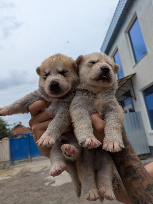 Продаж породних перспективних