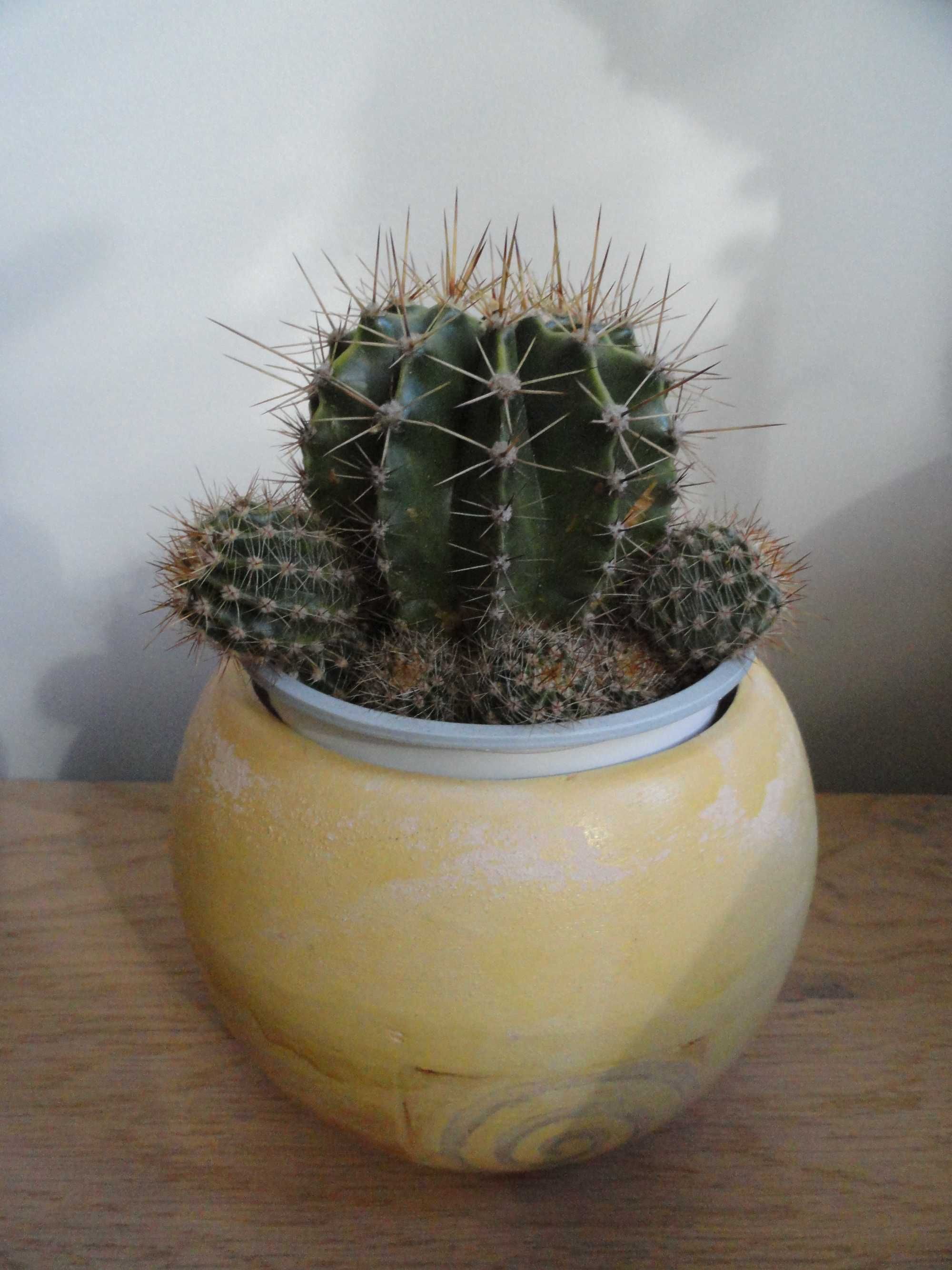 kaktus kwiat doniczkowy