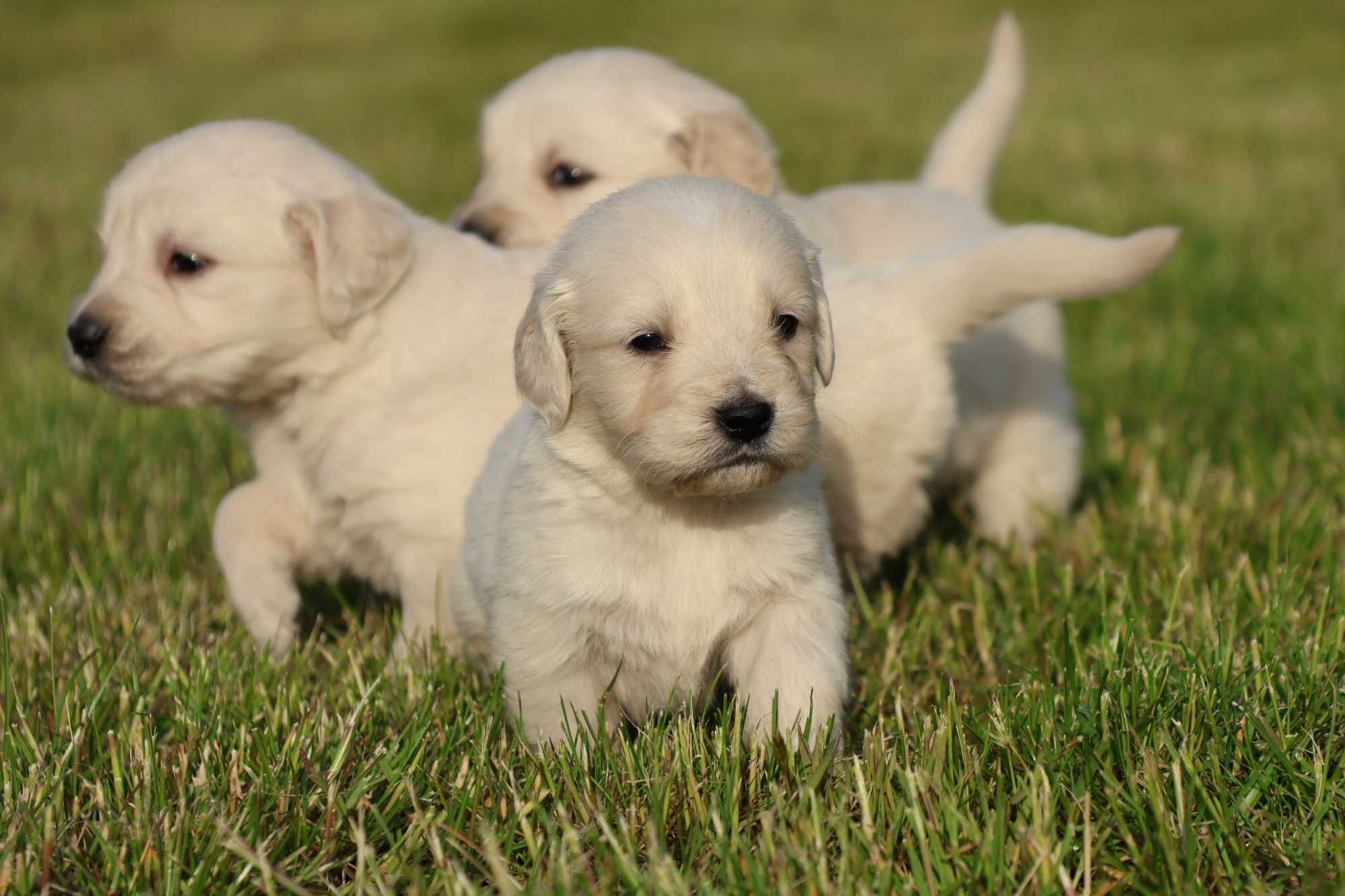 Golden Retriever FCI szczenię