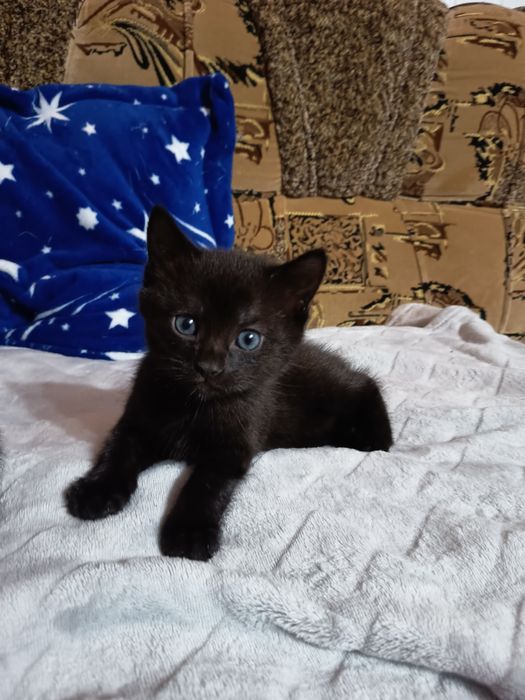 Віддам котика Безкоштовно