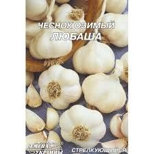 Продам часник сорт(Любаша)