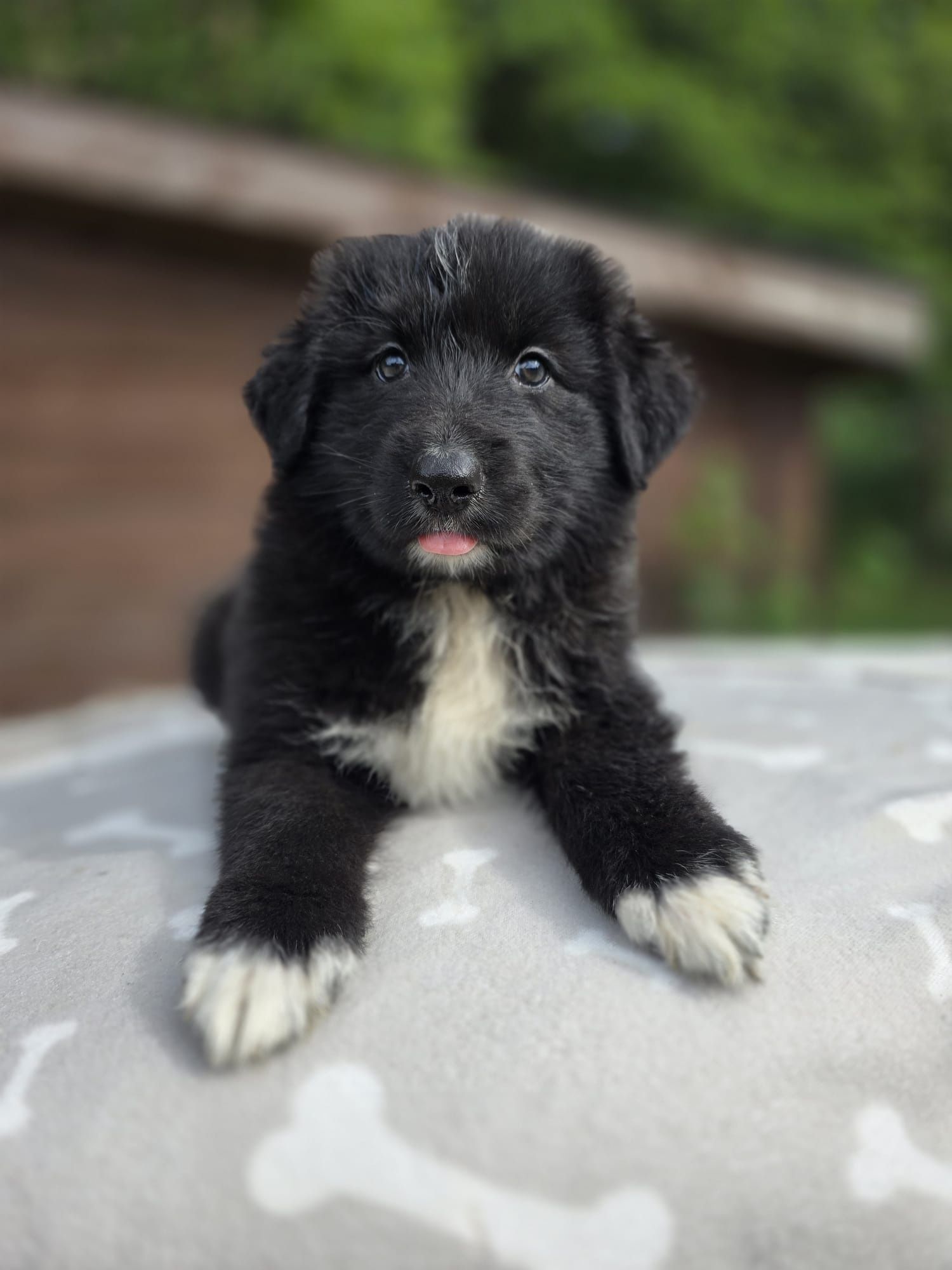 Border Collie mix