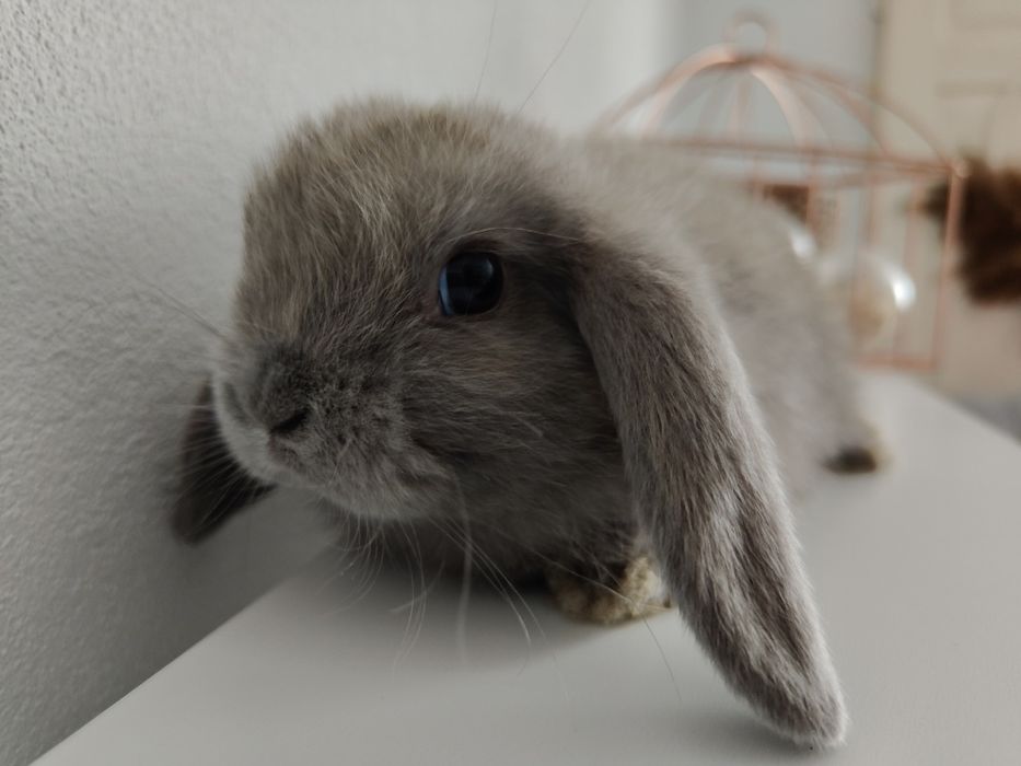 Mini Lop królik gotowe do odbioru