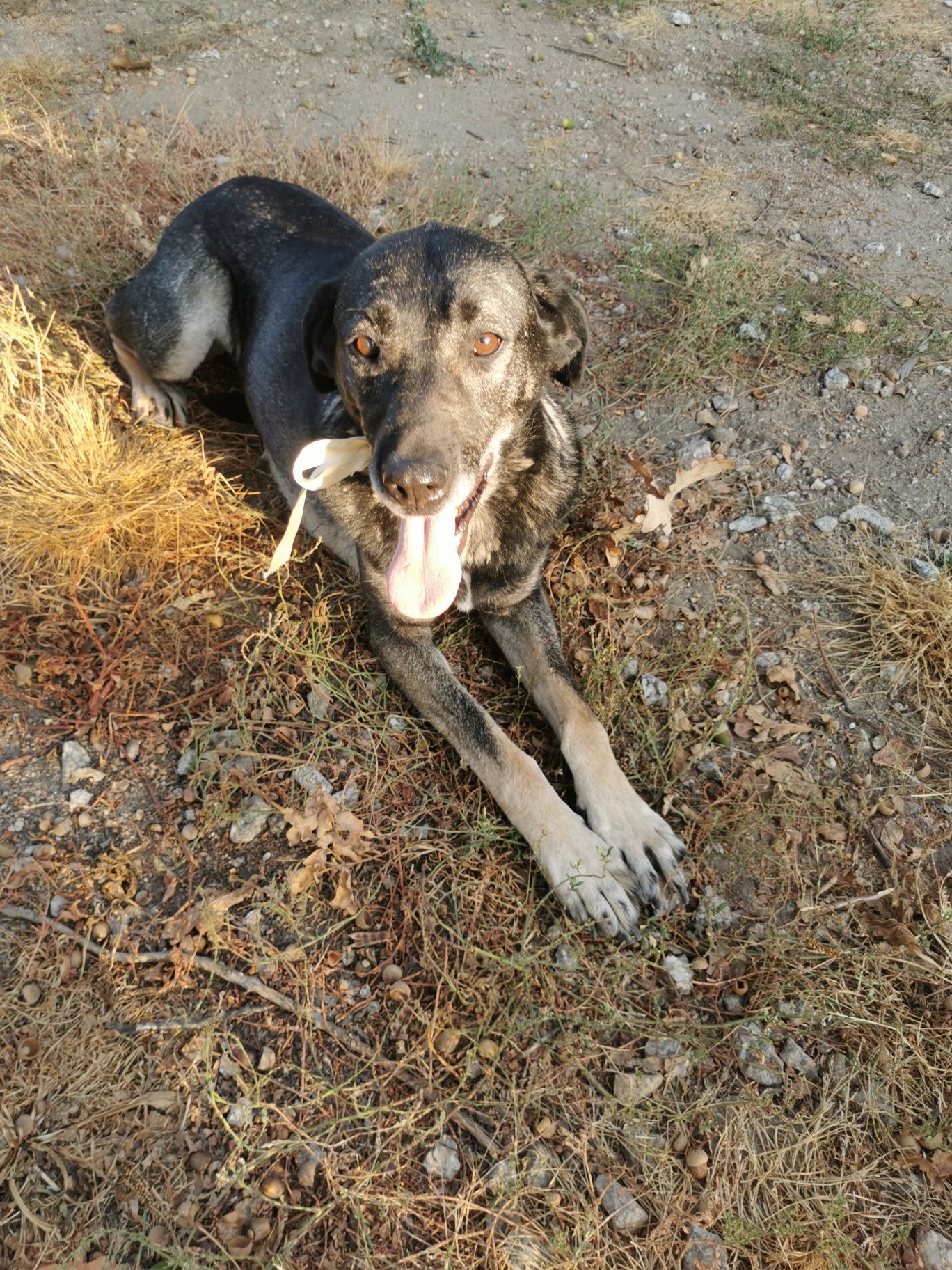 Cadela para adoção