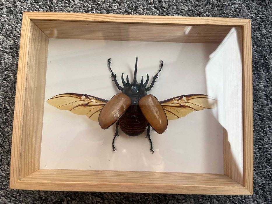 Chrząszcz w gablotce